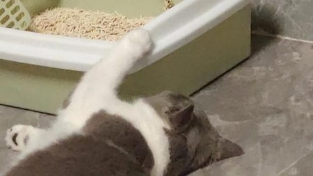 巨蜥蜴厉害还是鳄鱼河马和鳄鱼哪个厉害