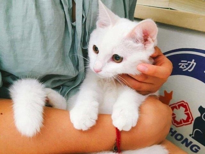 猫的智商相当于几岁小孩猫的记忆力有多长时