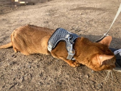 哈尔滨猫脸老太太事件真相 老太诈尸变猫脸吓疯儿子
