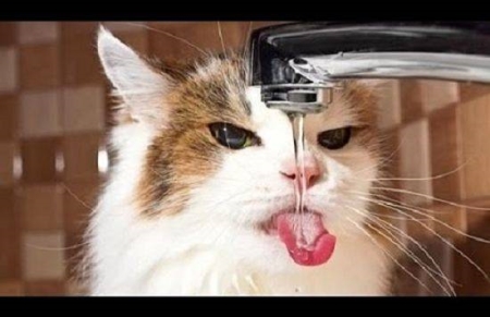 世界上最大的猫科动物：东北亚巨虎，体长4