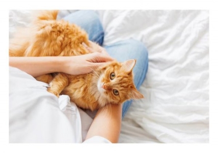 公猫老是对着母猫叫？公猫对着母猫叫怎么回