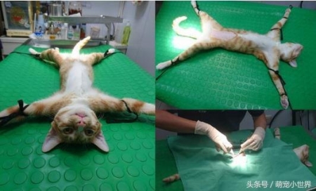 样训练狗狗舔人？样训练狗狗握手