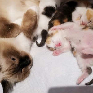 什么鸟不会飞什么猫不吃鱼