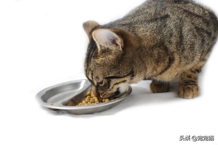 有猫尾巴的作用？小猴子尾巴的作用