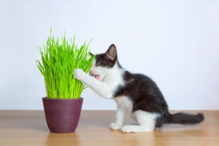 猫咪能精准导航，吃饭得先闻，鼻子是决定胃口的关键