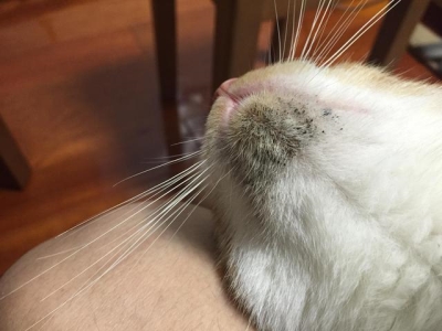 一种很小很细的蜈蚣小蛇斗蜈蚣无限金币