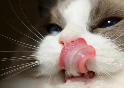 萌宠的小狗子长大后，会是什么样子