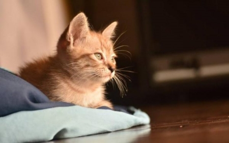 金色配啥颜色粉色配金色是大忌