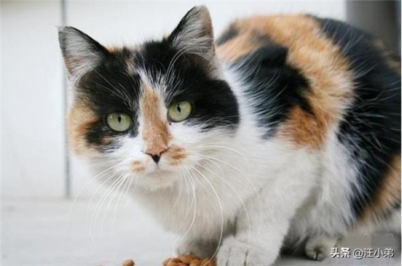 蟑螂体内的寄生虫铁线虫你见过