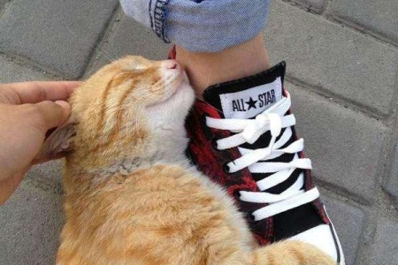 为何猫不能接近死人？猫接近尸体会借尸还魂