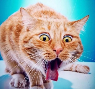 世界上最长的猫，缅因猫斯蒂威身长达1米2