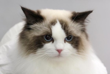 银狐仓鼠喂多少吃的？银狐仓鼠能吃橘子吗？