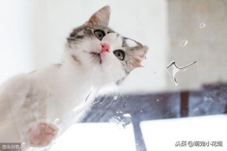 给狗狗用红霉素眼膏红霉素眼膏对狗狗眼睛管