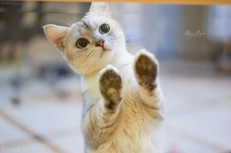 黑色的乌龟是啥品种乌龟种类大全大图