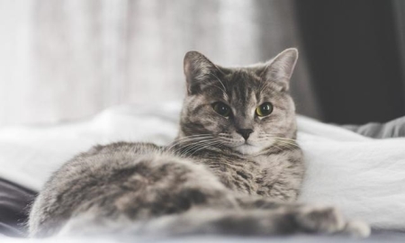 样才干让猫自己睡