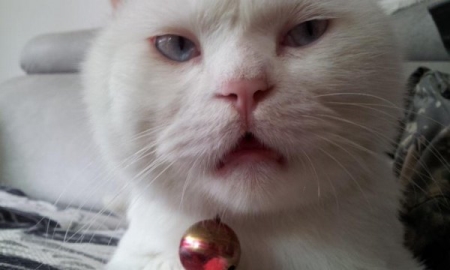 世界上最凶狠的老鼠，吃猫鼠的谜团武器？毒气弹