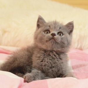 狗狗成年之后会近亲繁殖这是因为认不出自己