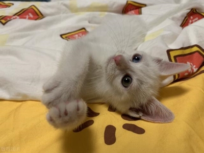 猫咪半夜老爱挠门是什么原因