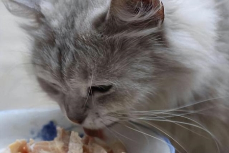 印尼巨蜥科莫多龙印尼人为啥不怕科莫多巨蜥