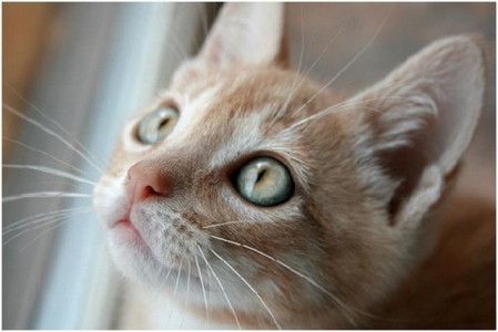 母猫怀孕拉稀解决办法？