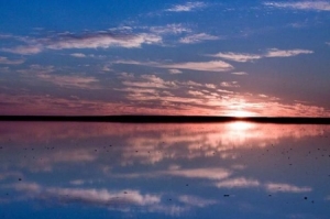 样和金丝熊培养感情金丝熊不会用饮水器解决办法?