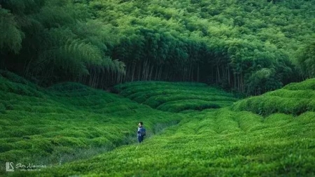 康乃馨的花语是什么，康乃馨的代表意义是怎么样的？