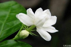 属龙的不能供财神？财神爷的忌讳之谜