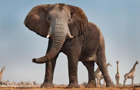 红鼻剪刀鱼的简介-红鼻剪刀的鱼缸摆放位置？