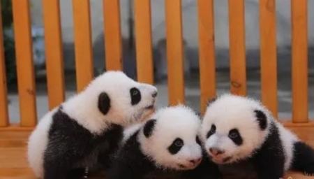 食人巨蛛又称巨骆驼蜘蛛，会咬人但没有毒性？