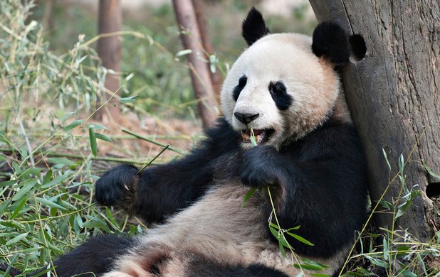 解读兰州土门墩灵异30米高大树神秘出现又