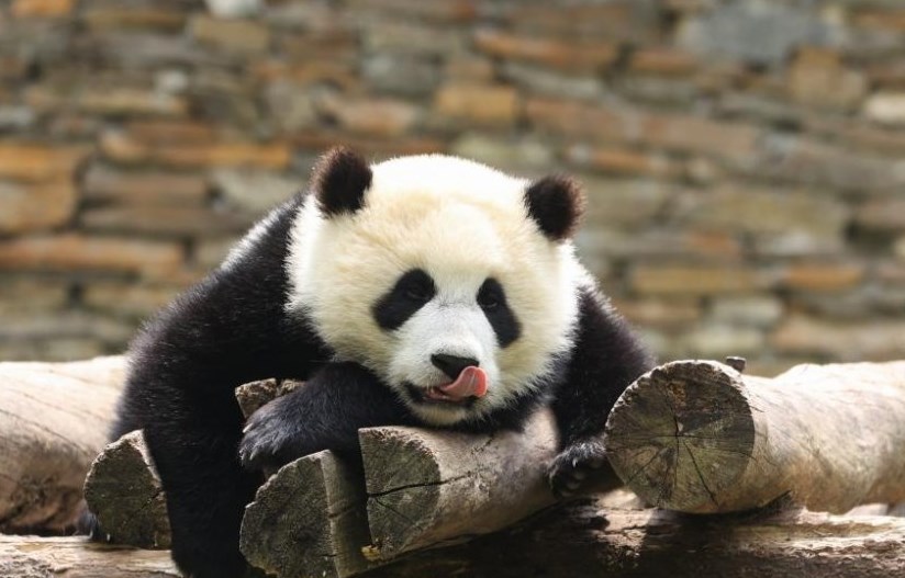 世界上最凶狠的鱼：歌利亚虎鱼以吃鳄鱼为生 