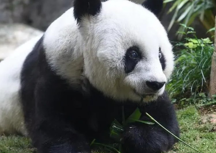 香港大熊猫安乐死 大熊猫安安在港安乐死