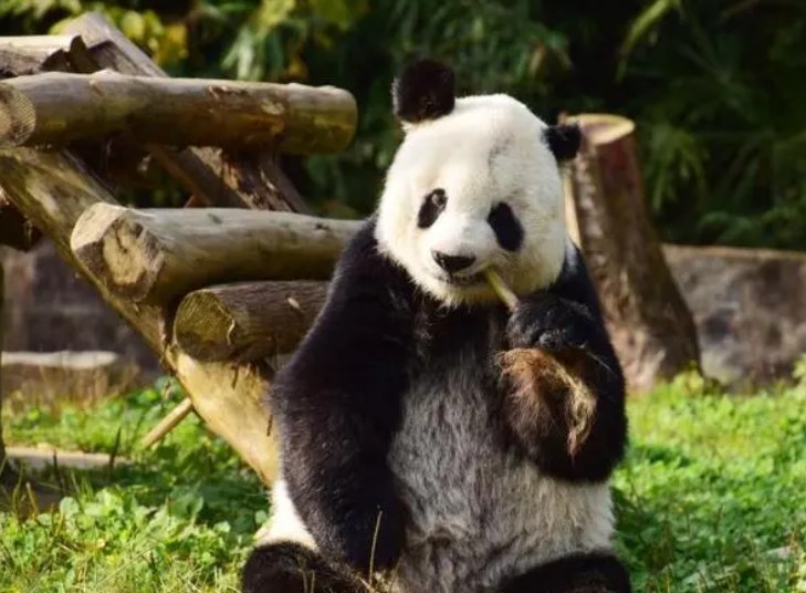 世界上最胆小的蛇，猪鼻蛇虽然小但是演技十足！？