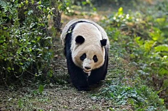 小精灵鱼怎么养小精灵鱼的饲养方式？