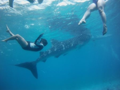 地球十大最可爱动物排行榜，（羊驼）这么可