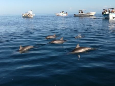 智商排行前十的狗狗，边境牧羊犬排第一名