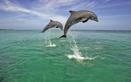 澳洲飞狐每年都要飞行一万多圈甚至比候鸟迁徙行走的路程都要多