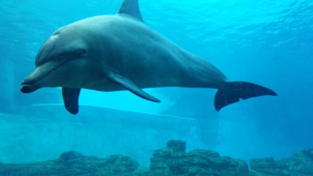 微笑狗事件死了多少人看过需要传播才能摆脱影响？