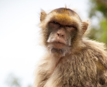 正确喂养幼犬的方法及养狗一些注意事项 