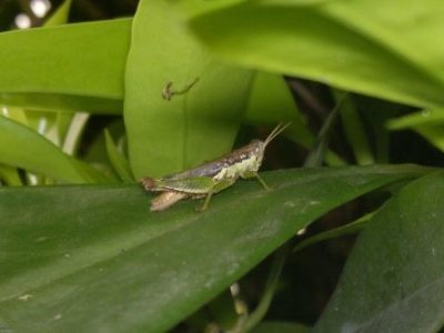 金龙鱼的简介-金龙鱼鱼苗价格？