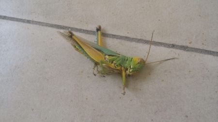 养花的土壤应该用什么？