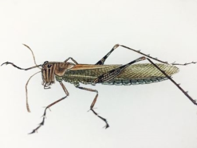 画蛇根本不用添足，真足蛇证明蛇真有四只脚？