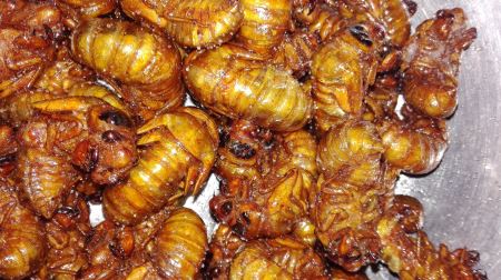 世界上10种最危险的狩猎动物，对人类威胁最大的是它！ 