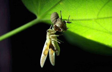 世界上最毒的蛇有哪些？世界上最毒的十大蛇类 