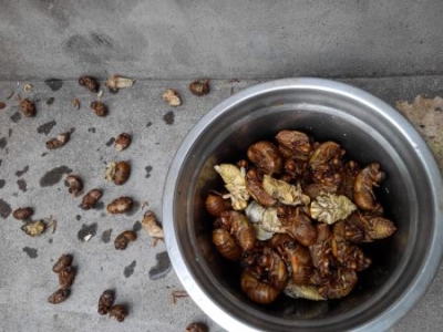 吸血树吸血树会吸血