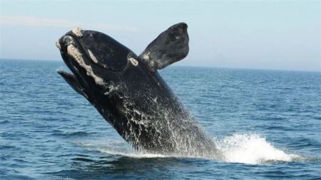 老虎鱼常见种类有哪些？一起来科普下吧！ 