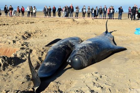 世界上最傻的鱼，被咬一半却不反抗？