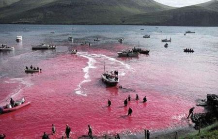 什么动物可以看到鬼敏感动物感知鬼魂出现