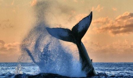 世界上最小的家鼠，只有1.9厘米长 