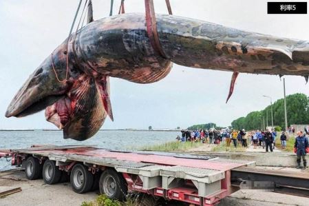 电鳗能电死人吗？知道真相的我决定见到电鳗就远离3米！？